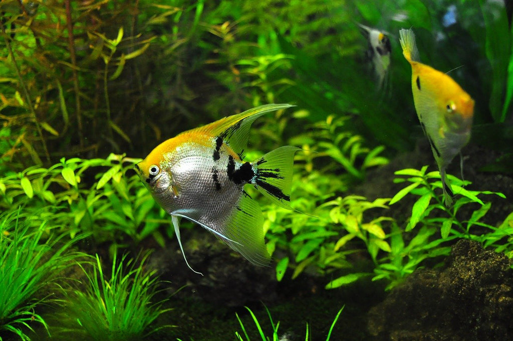 Types Of Fish With A Friendly Personality